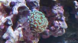 aquarium-von-christian-holtkamp-trigon-350_Euphyllia paraancora - Hammerkoralle