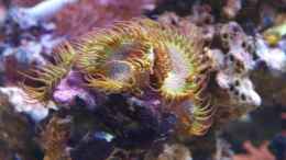 aquarium-von-christian-holtkamp-trigon-350_Krustenanemone