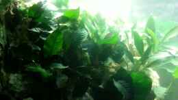 aquarium-von-volker-kleiner-malawisee_Anubias 02.12.2012