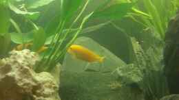 aquarium-von-volker-kleiner-malawisee_Yellows 02.12.2012