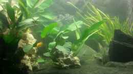 aquarium-von-volker-kleiner-malawisee_Anubias 02.12.2012