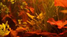 aquarium-von-rene-schouwenaars-becken-1872_links