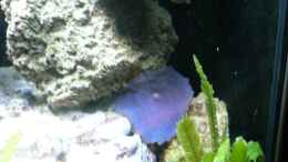 Foto mit Blaue Scheibenanemone;