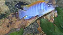 aquarium-von-matthias-schmidt-becken-1890_Labidochromis Hongi m