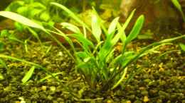 aquarium-von-ralf-horsthemke-the-south-american-way-of-life_Cryptocoryne amicorum