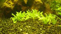 aquarium-von-ralf-horsthemke-the-south-american-way-of-life_Pogostemon helferi