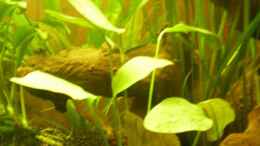 aquarium-von-ralf-horsthemke-the-south-american-way-of-life_Echinodorus ozelot green