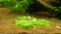 aquarium-von-gcs-naturaquarium_