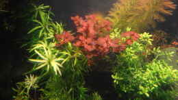 aquarium-von-achim-cool-traum-in-weiss_Mix