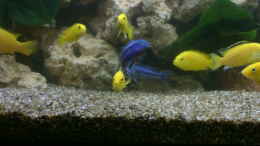 Foto mit Labidochromis caeruleus Yellow & Melanochromis maingano