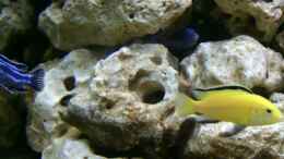 Foto mit Labidochromis caeruleus Yellow & Melanochromis maingano