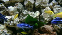 Foto mit Labidochromis caeruleus Yellow & Melanochromis maingano