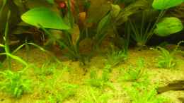 aquarium-von-cpt-frischgemuese-am-grunde-des-sees_Echinodorus Roter Leopard  und pogostemon helferi