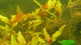 aquarium-von-cpt-frischgemuese-am-grunde-des-sees_Alternanthera reineckii Rot 