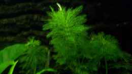 aquarium-von-zwergbuntbarschfan-zwergbuntbarschbecken_Limnophila sessiliflora - Blütenstielloser Sumpffreund 