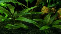 aquarium-von-zwergbuntbarschfan-zwergbuntbarschbecken_Cryptocoryne walkeri braun - Walkers Wasserkelch