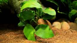 aquarium-von-die-perle----little-dark-african_Anubia nana submers