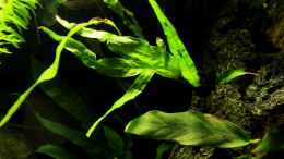 aquarium-von-die-perle----little-dark-african_Microsorum pteropus submers