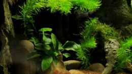 aquarium-von-die-perle----little-dark-african_