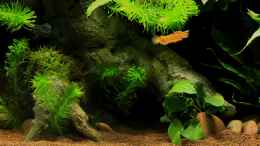 aquarium-von-die-perle----little-dark-african_