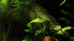 aquarium-von-die-perle----little-dark-african_