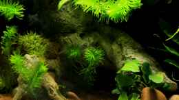 aquarium-von-die-perle----little-dark-african_