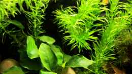 aquarium-von-die-perle----little-dark-african_Egeria densa tropic