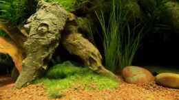 aquarium-von-die-perle----little-dark-african_