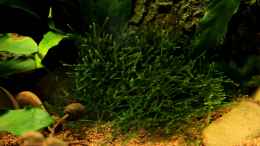 aquarium-von-die-perle----little-dark-african_