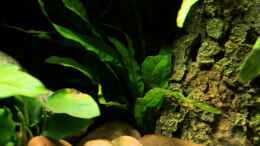 aquarium-von-die-perle----little-dark-african_