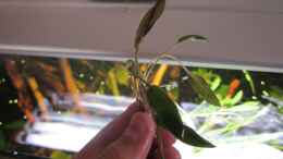 aquarium-von-a--twele-126l-suedamerika_Cryptocoryne becketti?