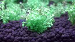 aquarium-von-marspi-underwater-mountains_Hemianthus callitrichoides