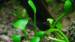 aquarium-von-lielle-white-pearls-home_Marsilea hirsuta