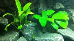 aquarium-von-meckel-meckels-malawi-tank_