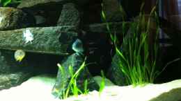 aquarium-von-meckel-meckels-malawi-tank_