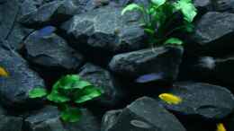 aquarium-von-j-co--my-version-of-malawi_Anubias barteri var. barteri