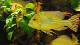 aquarium-von-weyrobing-geophagus--co_Anubias