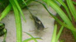 aquarium-von-patricia-brandt-becken-1950_Corydoras elegans