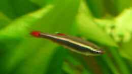 aquarium-von-patricia-brandt-becken-1950_Tanichthys albonubes