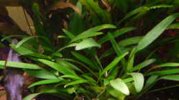 aquarium-von-ray1975-homeland_Cryptocoryne nevillii 13.04.2011