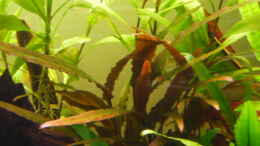 aquarium-von-ray1975-homeland_Cryptocoryne spec. Indonesia 13.04.2011