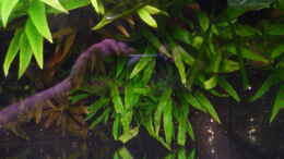 aquarium-von-ray1975-homeland_Cryptocoryne wendtii grün (Aufnahme von oben) 06.04.2011