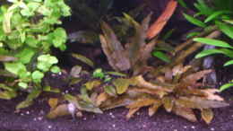 aquarium-von-ray1975-homeland_Cryptocoryne wendtii?