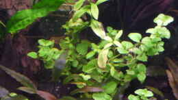 aquarium-von-ray1975-homeland_Bacopa australis 06.04.2011