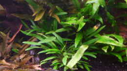 Foto mit Cryptocoryne wendtii grün und Cryptocoryne nevillii