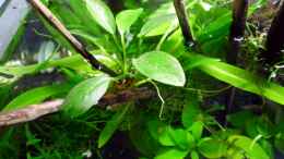 aquarium-von-chris-r--nature-dreams_Anubias congensis Kongo-Speerblatt / Emers