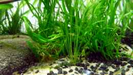 aquarium-von-chris-r--nature-dreams_im Vordergrund -Eleocharis /Nadelsimse