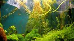 aquarium-von-micha-70er-red-bee-vitrinen-tank_Rotala rotundifolia (hinten)