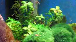 aquarium-von-micha-70er-red-bee-vitrinen-tank_Großes Fettblatt - Bacopa caroliniana (hinten links)