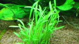 aquarium-von-springer-maroni-home_Lilaeopsis brasiliensis (Graspflanze)